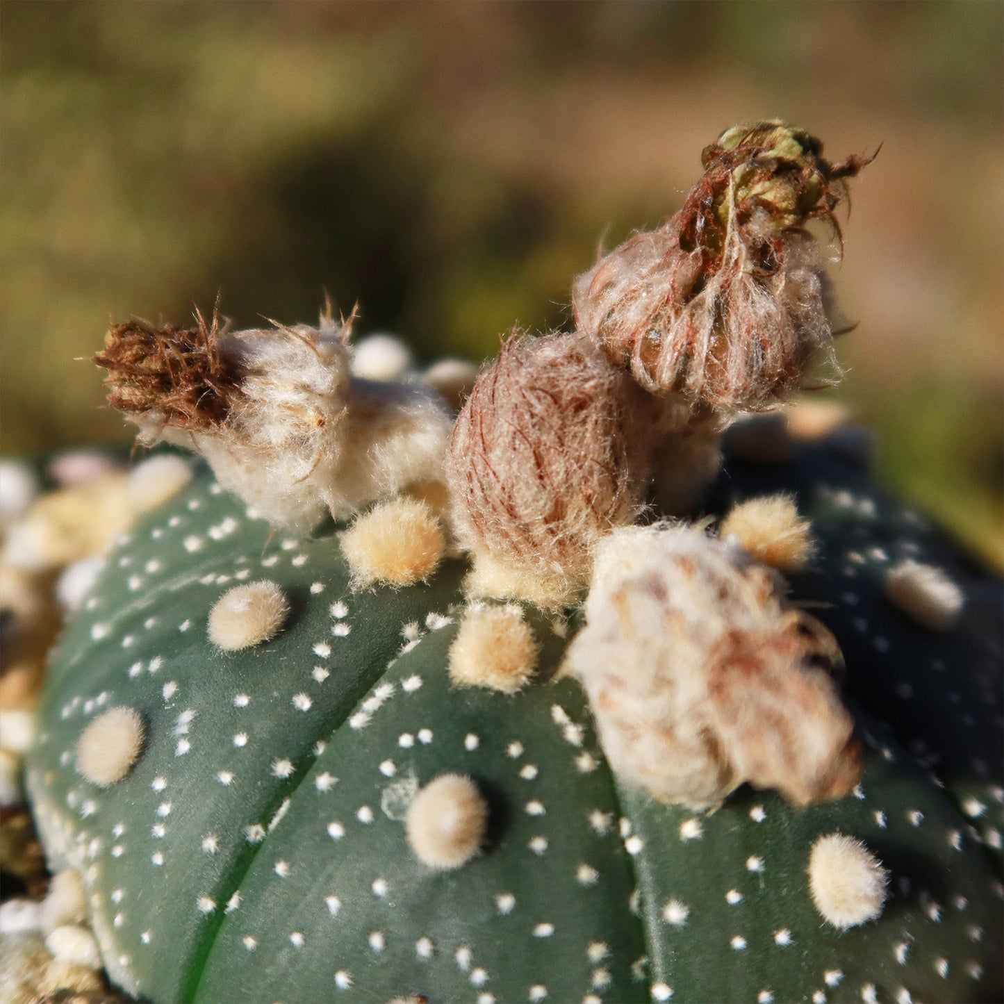 Sand Dollar Cactus 'Astrophytum asterias'