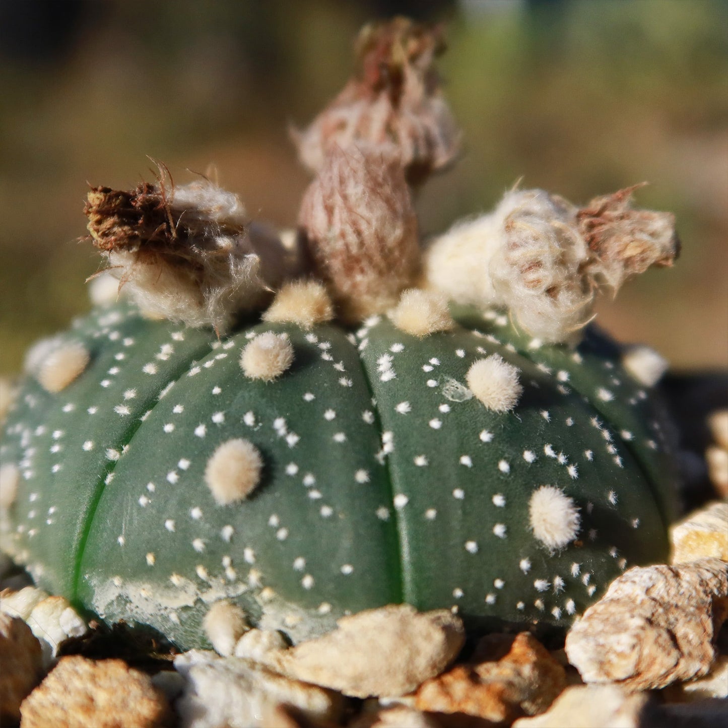 Sand Dollar Cactus 'Astrophytum asterias'