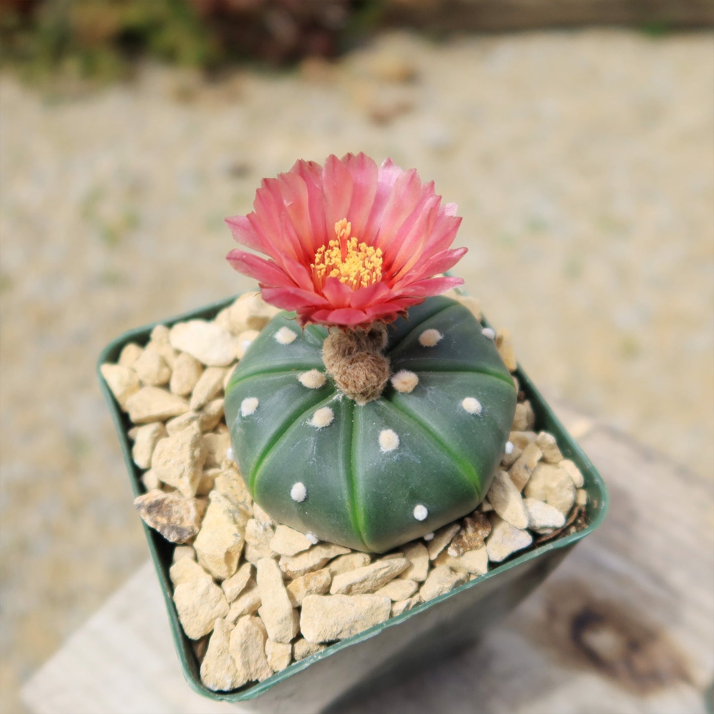 Sand Dollar Cactus 'Astrophytum asterias'