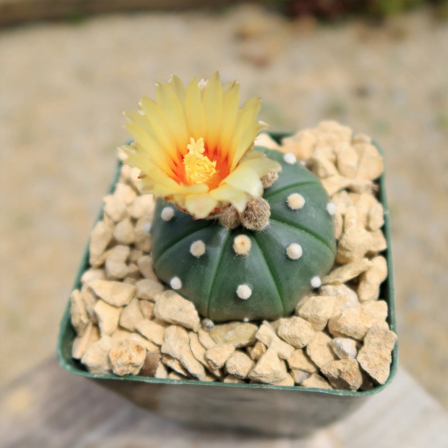 Sand Dollar Cactus 'Astrophytum asterias'