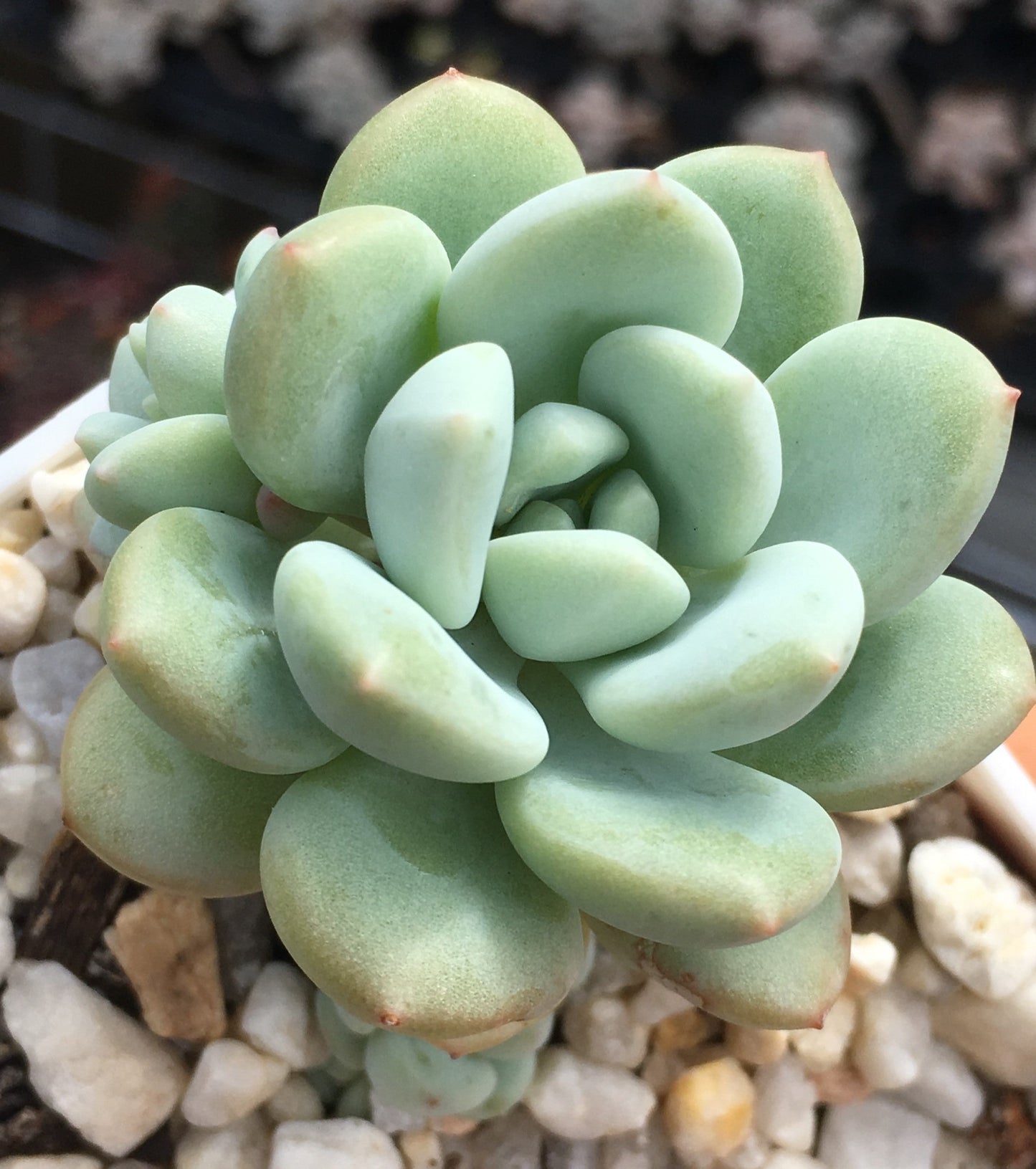 Sedeveria Pudgy
