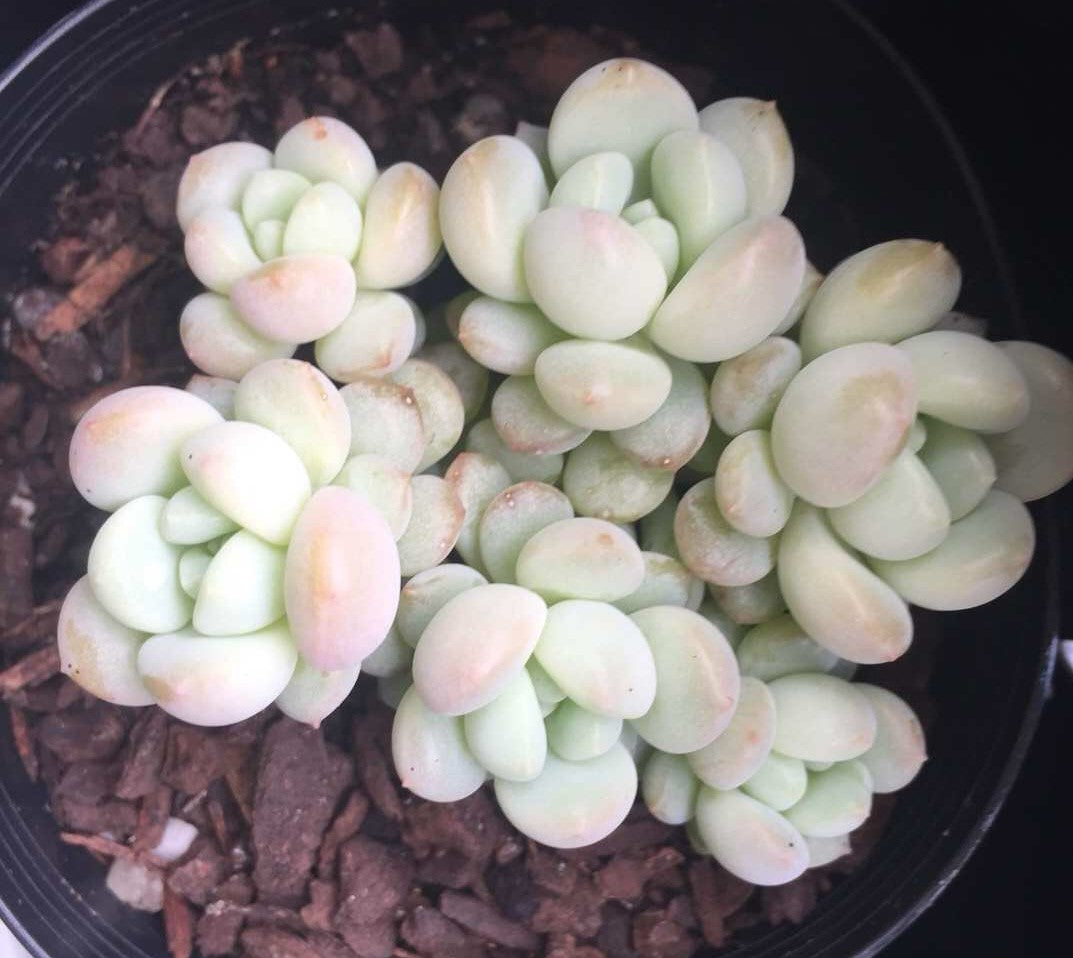 Sedeveria Pudgy