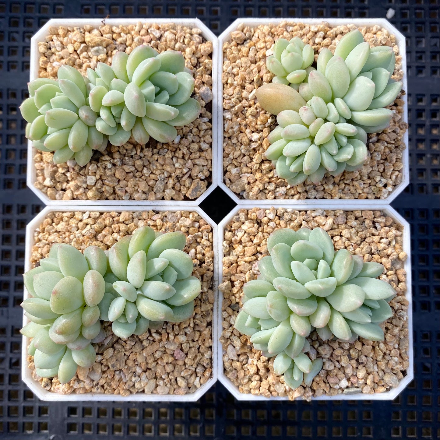 Sedeveria Pudgy