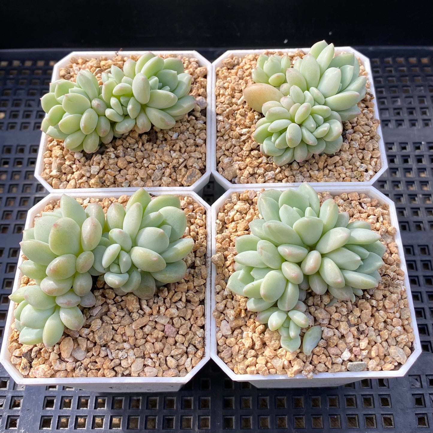 Sedeveria Pudgy