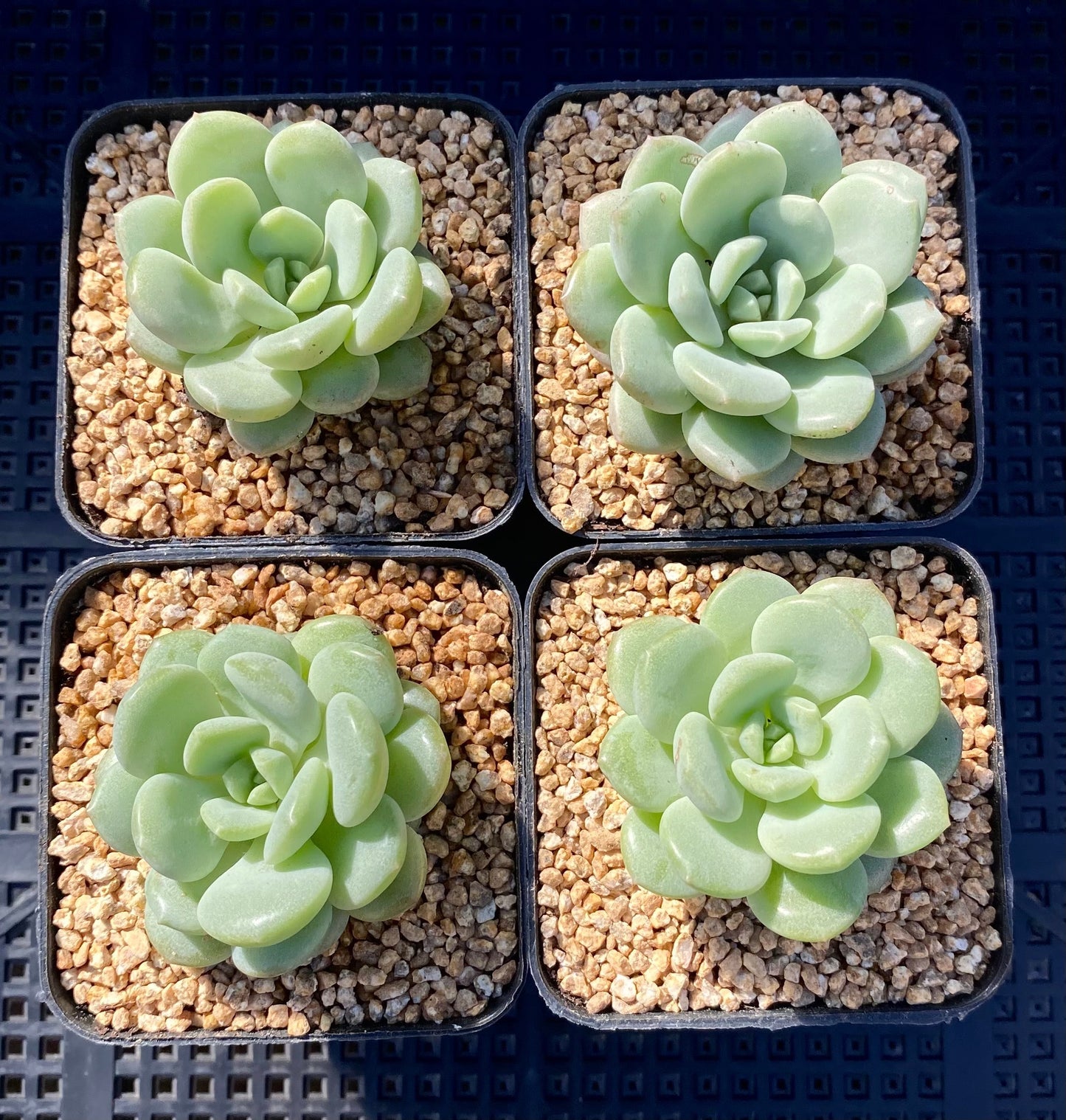 Sedeveria Pudgy