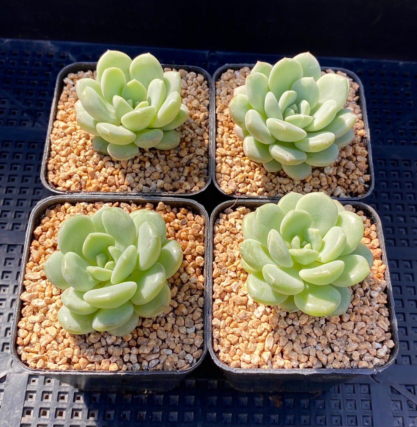 Sedeveria Pudgy