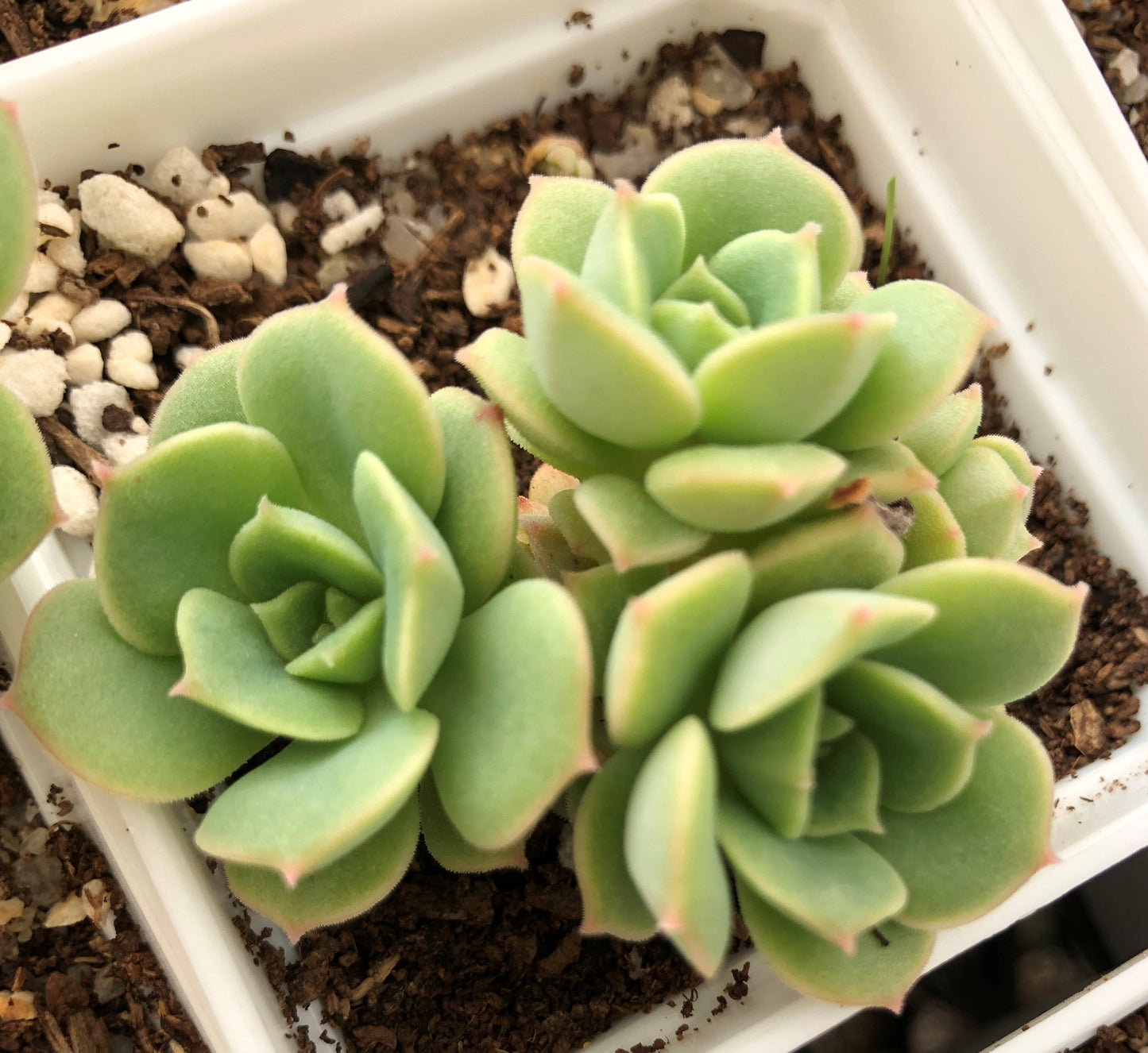 Echeveria semnan