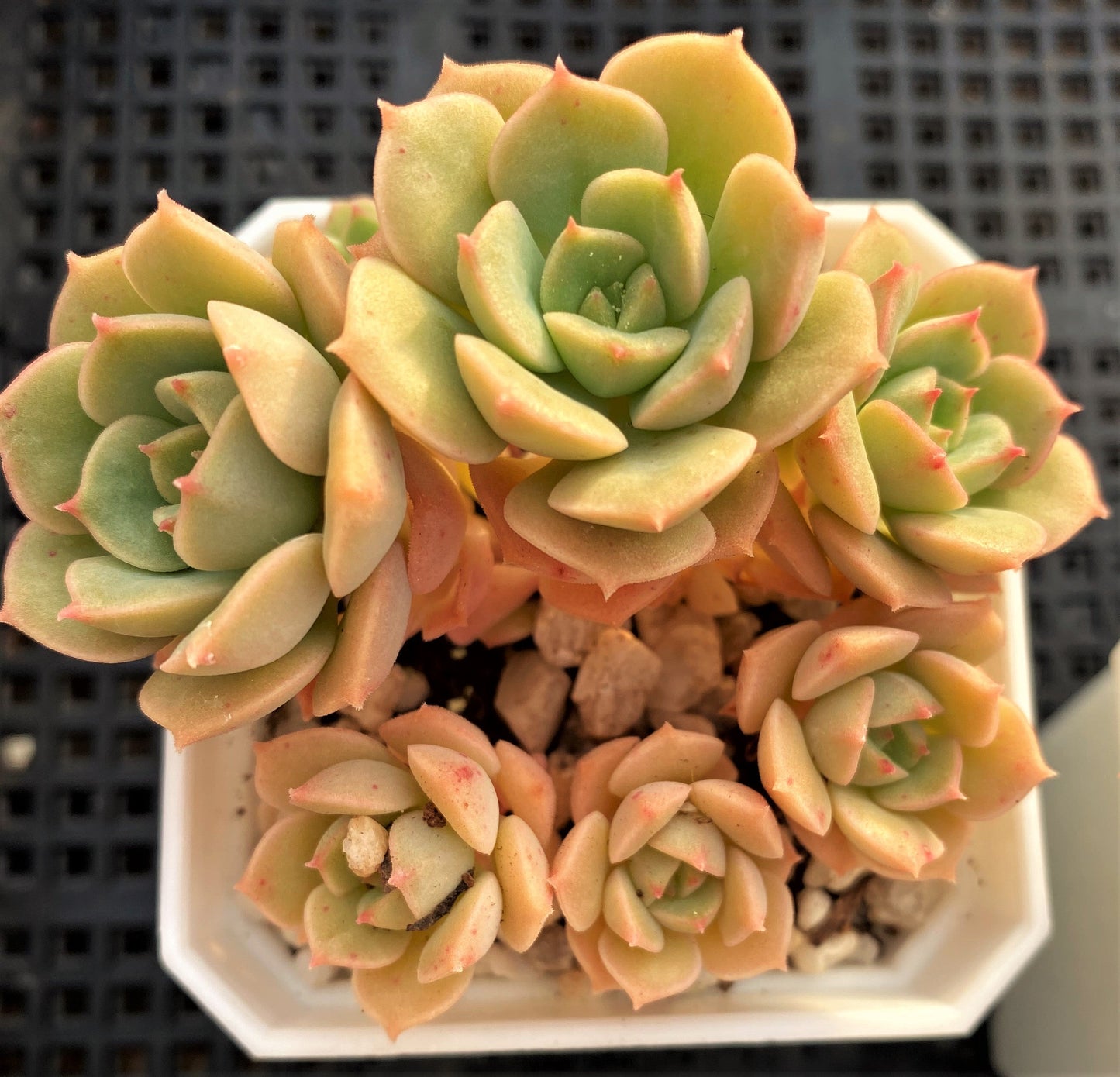 Echeveria semnan
