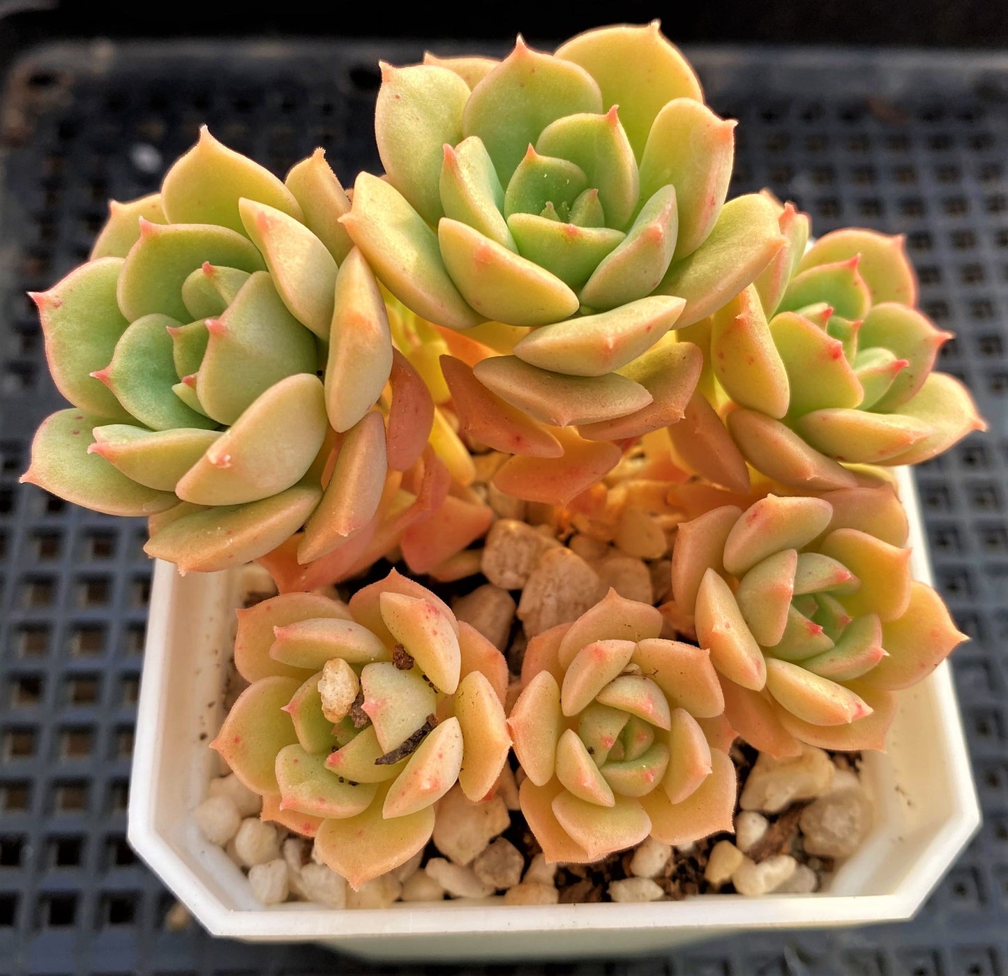 Echeveria semnan