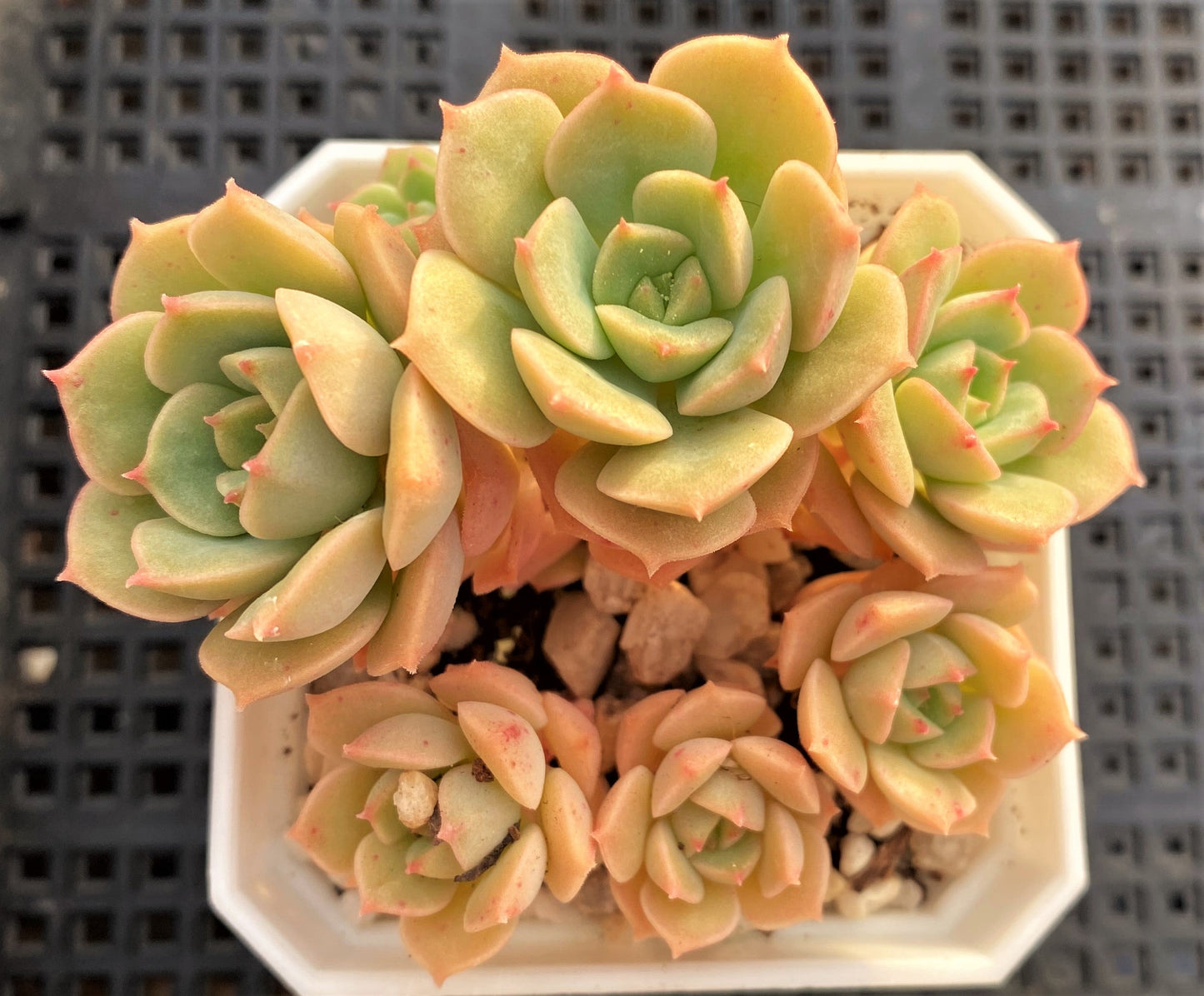 Echeveria semnan