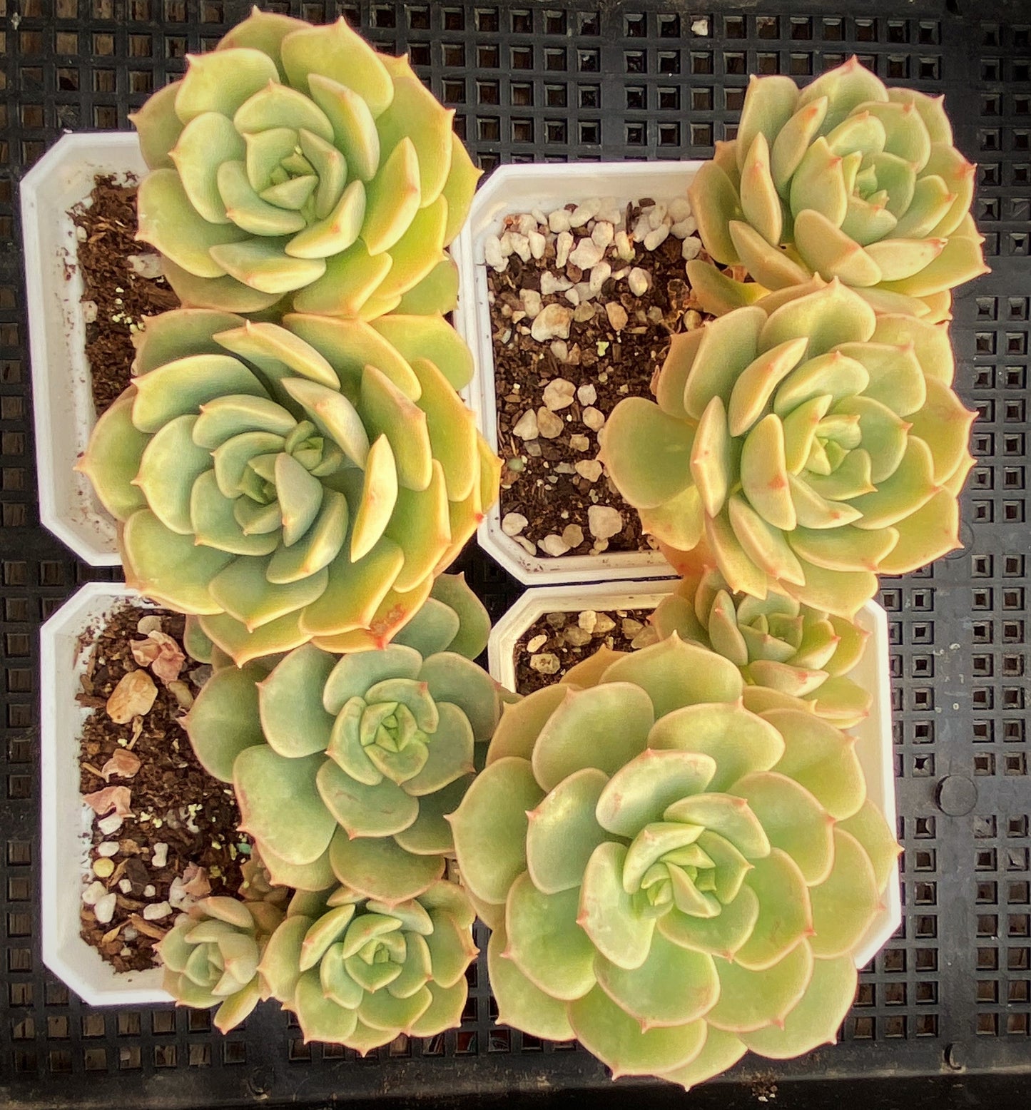 Echeveria semnan