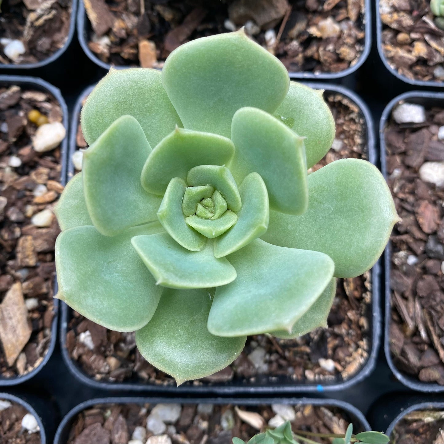 Echeveria semnan