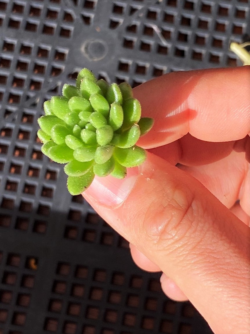 S.hirsutum ssp. baeticum Rouy cutting