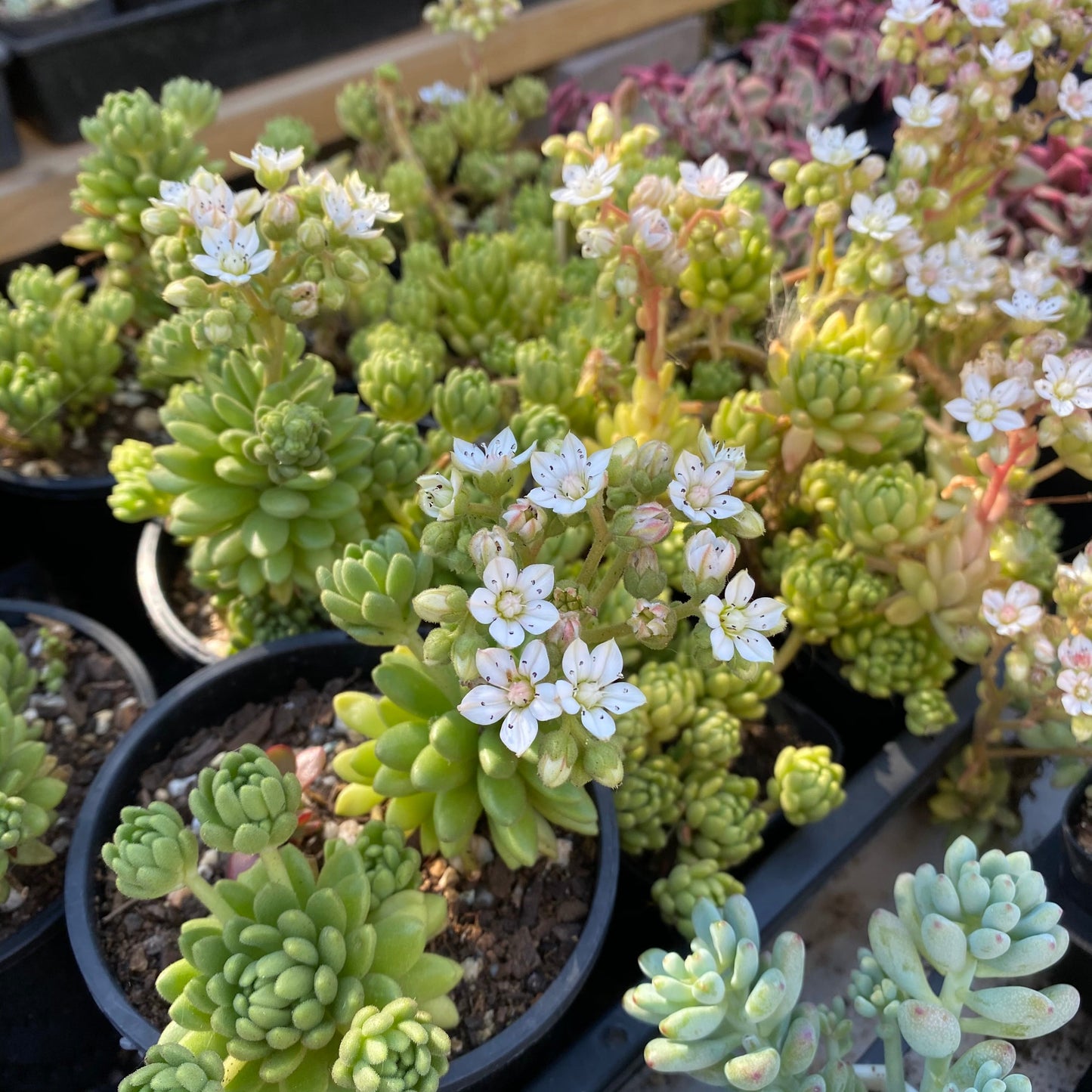 S.hirsutum ssp. baeticum Rouy cutting