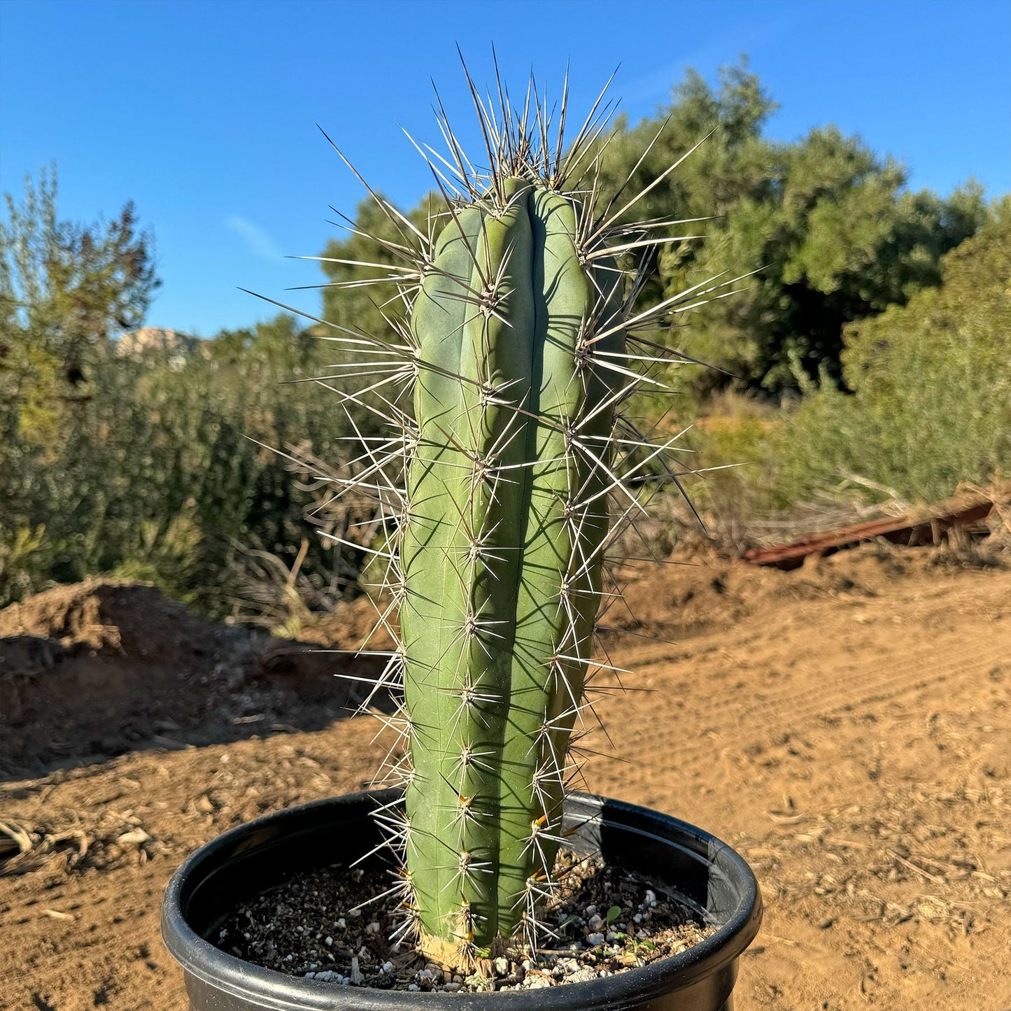 Stetsonia Coryne