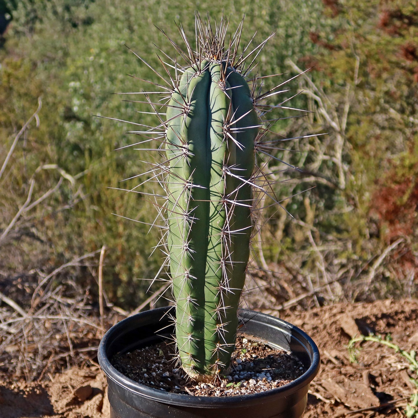Stetsonia Coryne