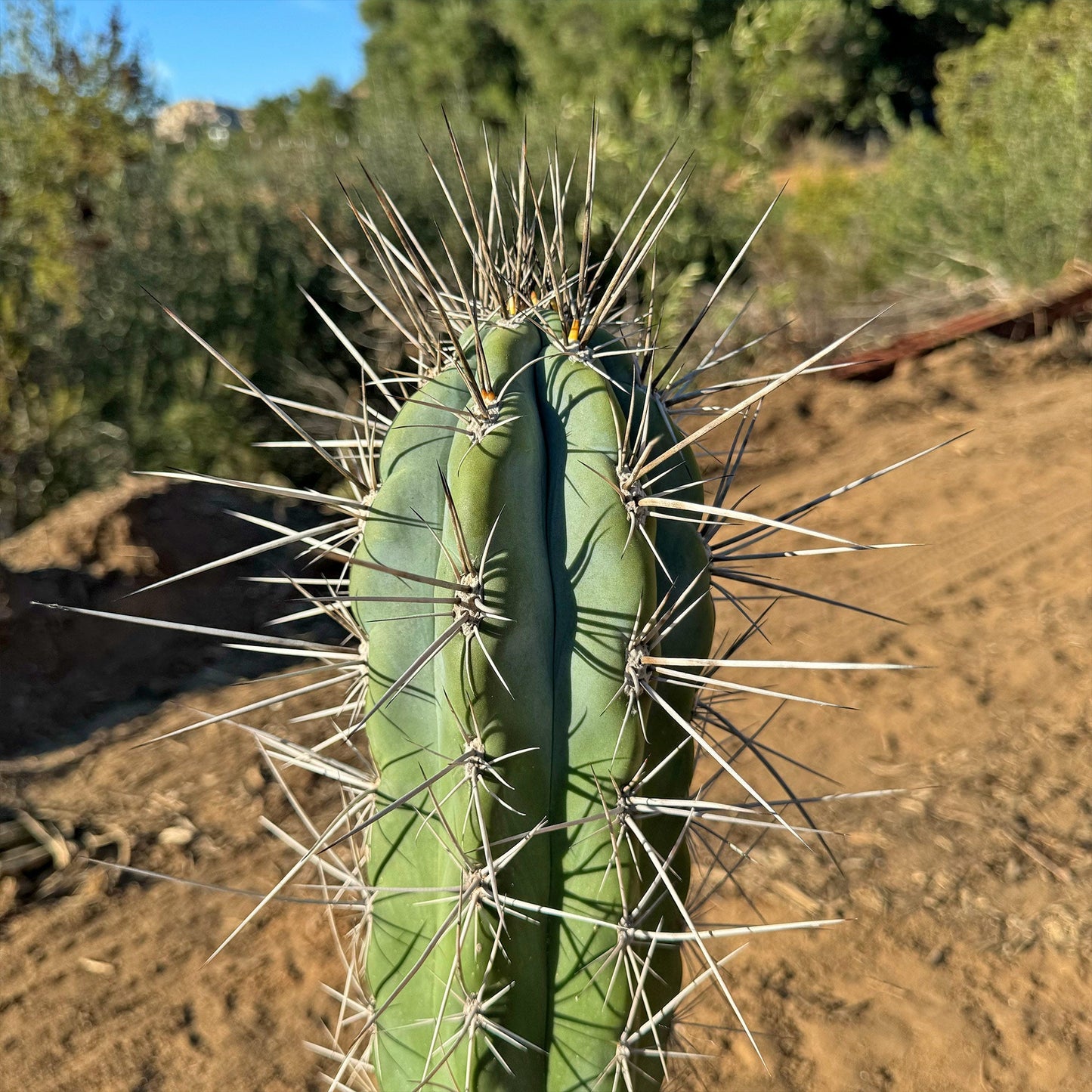 Stetsonia Coryne