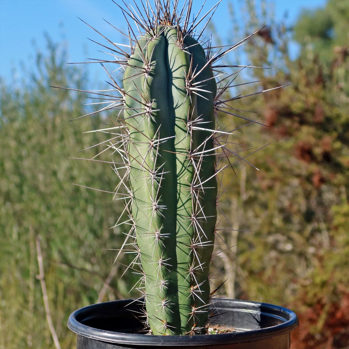 Stetsonia Coryne