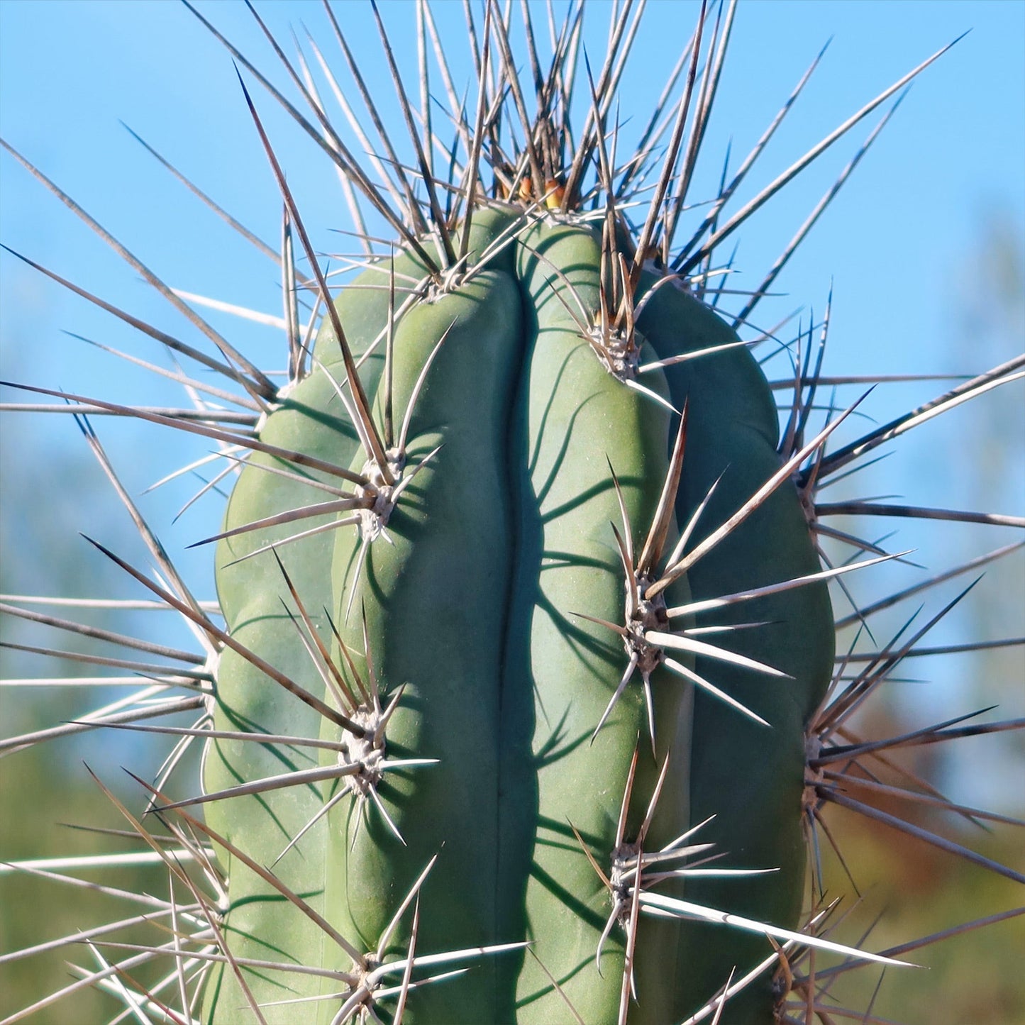 Stetsonia Coryne
