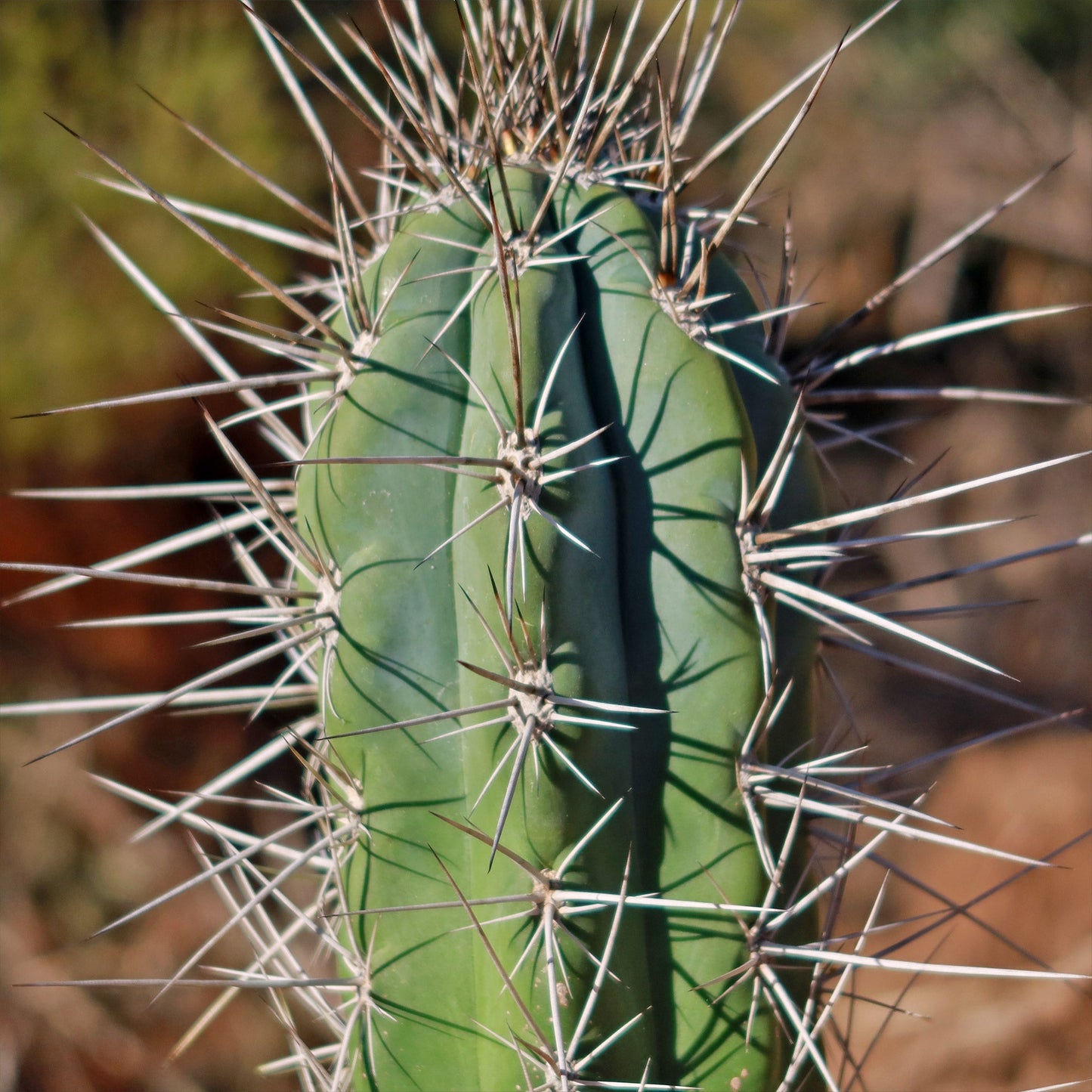 Stetsonia Coryne