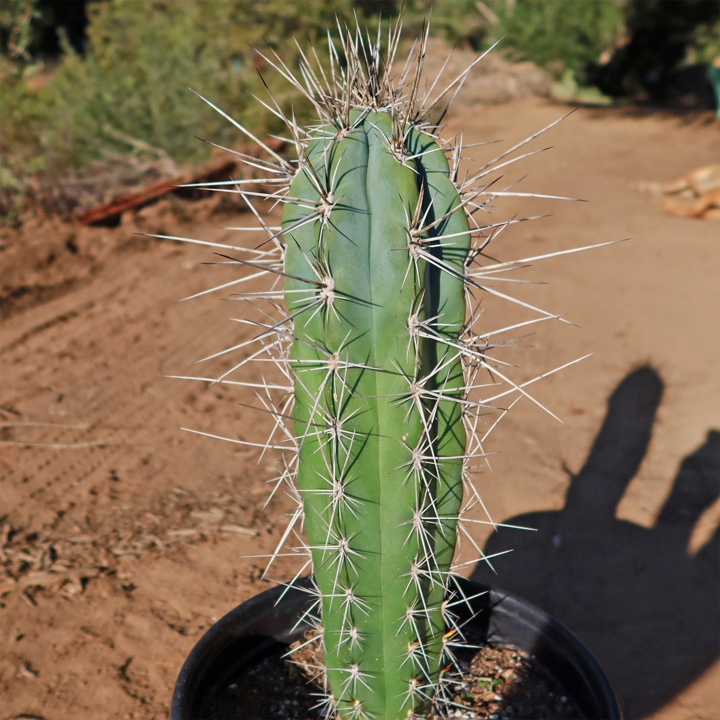 Stetsonia Coryne