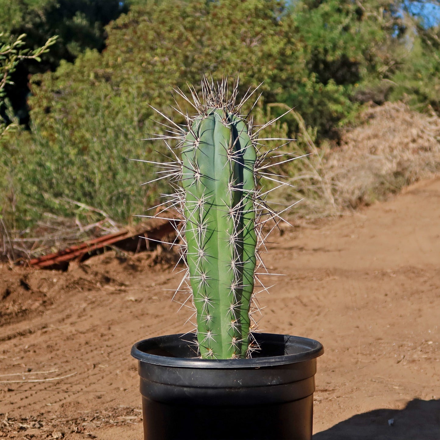 Stetsonia Coryne