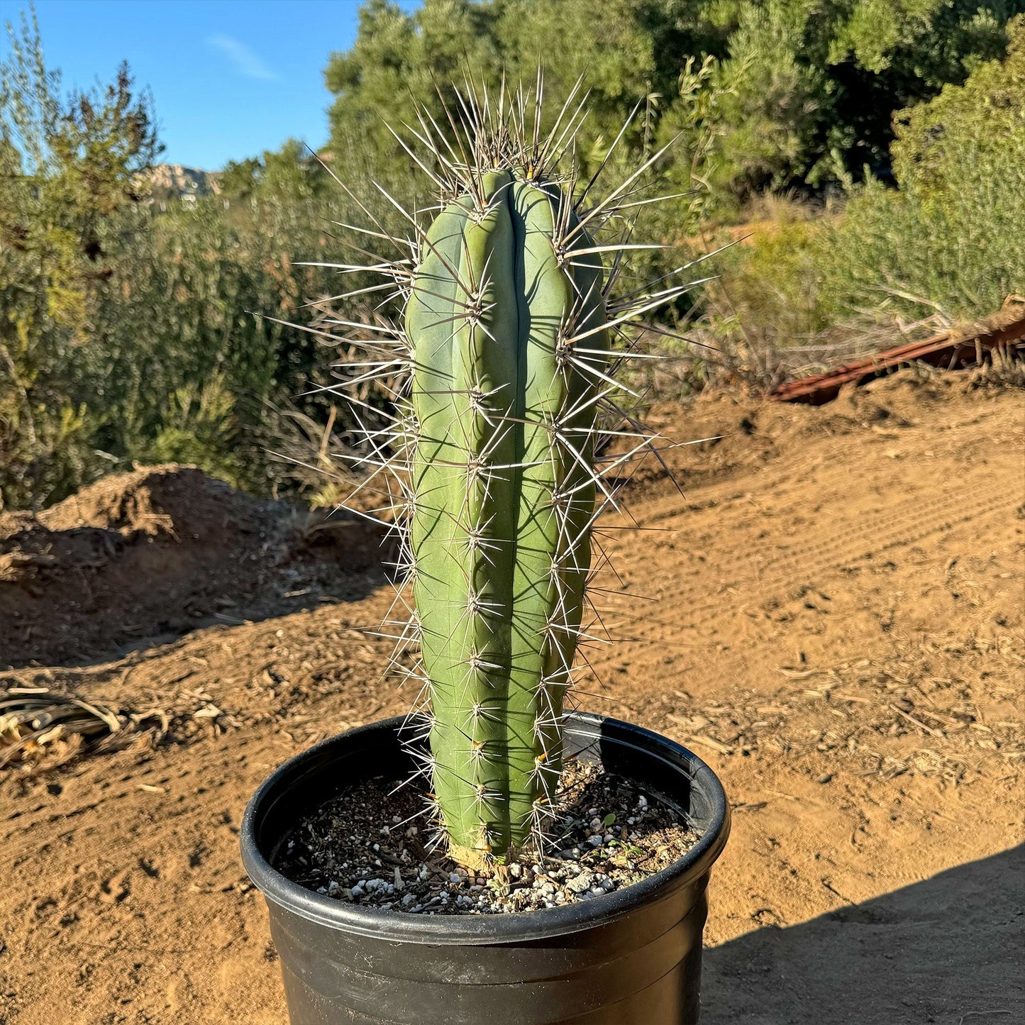 Stetsonia Coryne