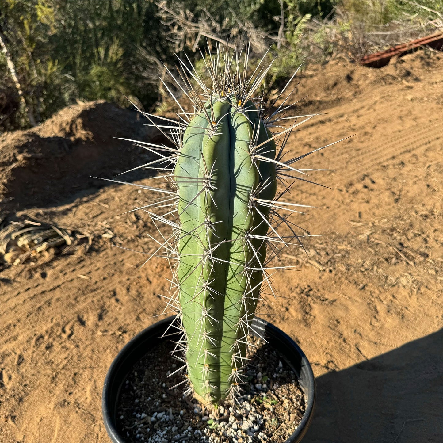 Stetsonia Coryne