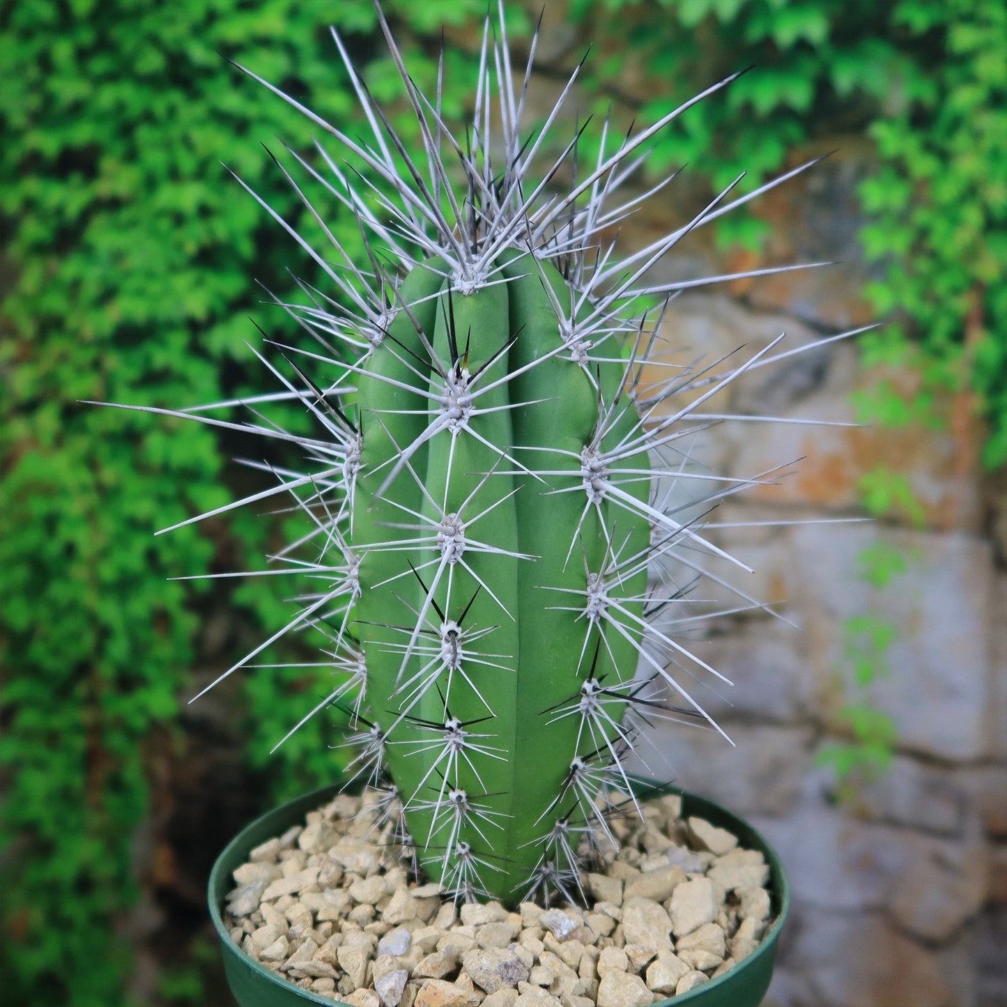 Stetsonia Coryne
