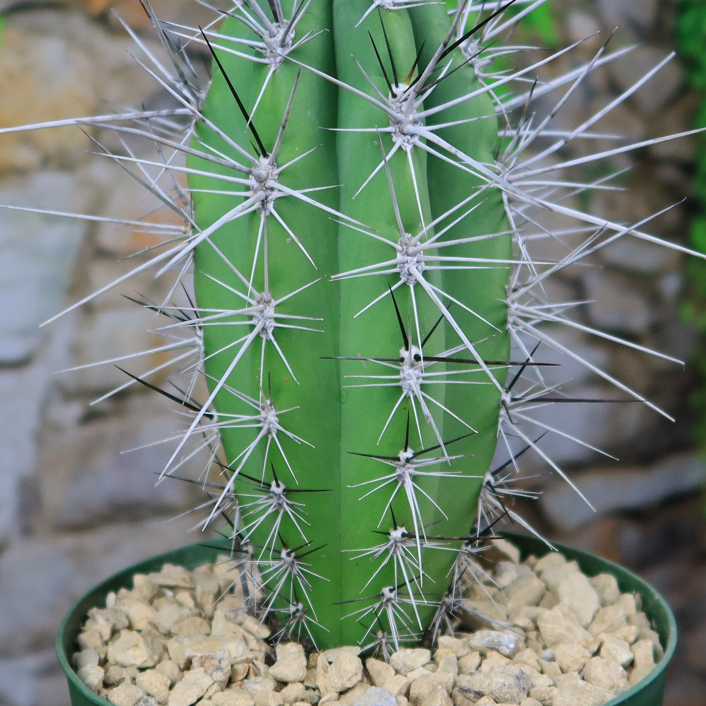 Stetsonia Coryne