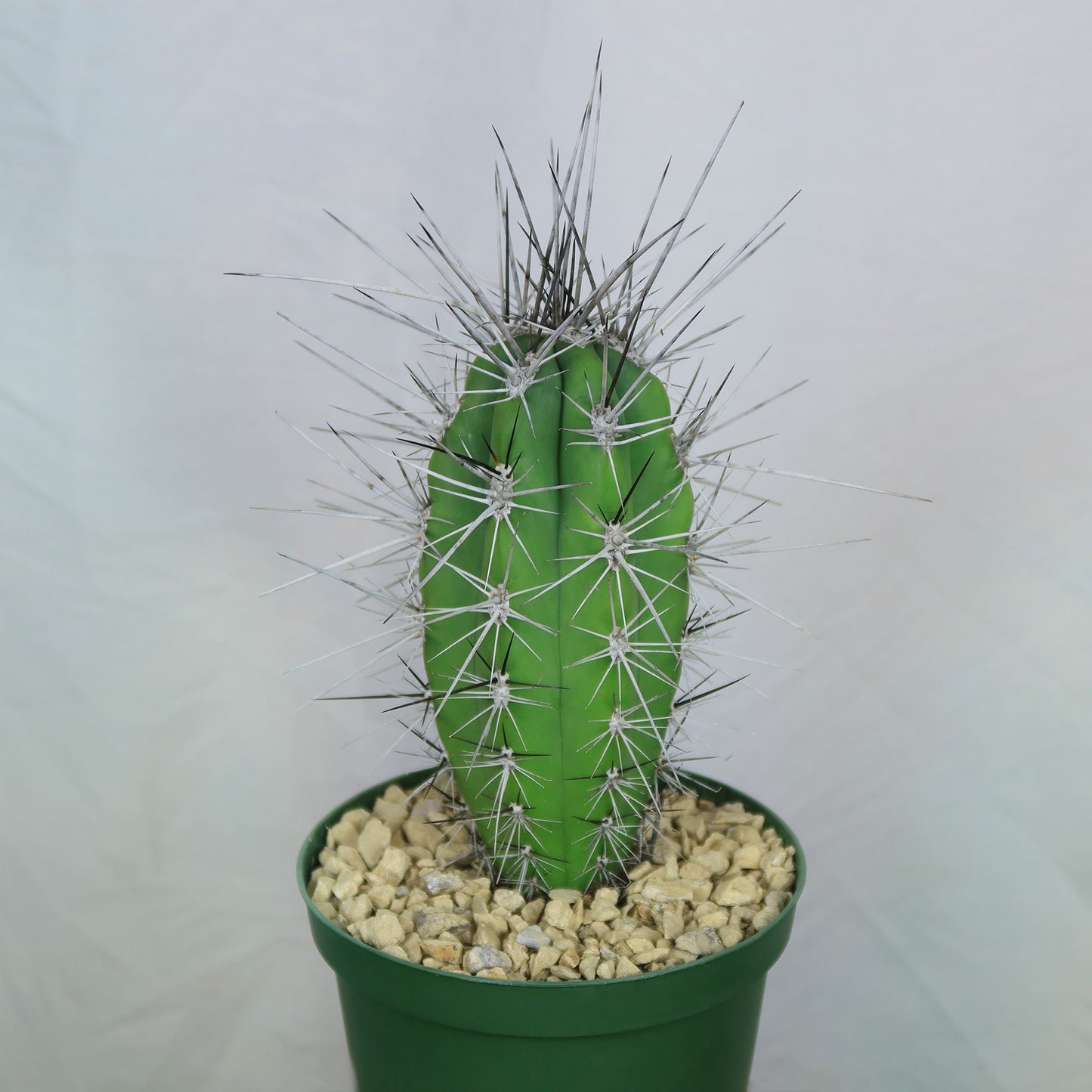 Stetsonia Coryne