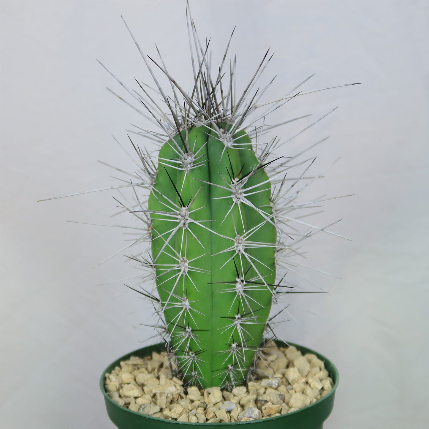 Stetsonia Coryne
