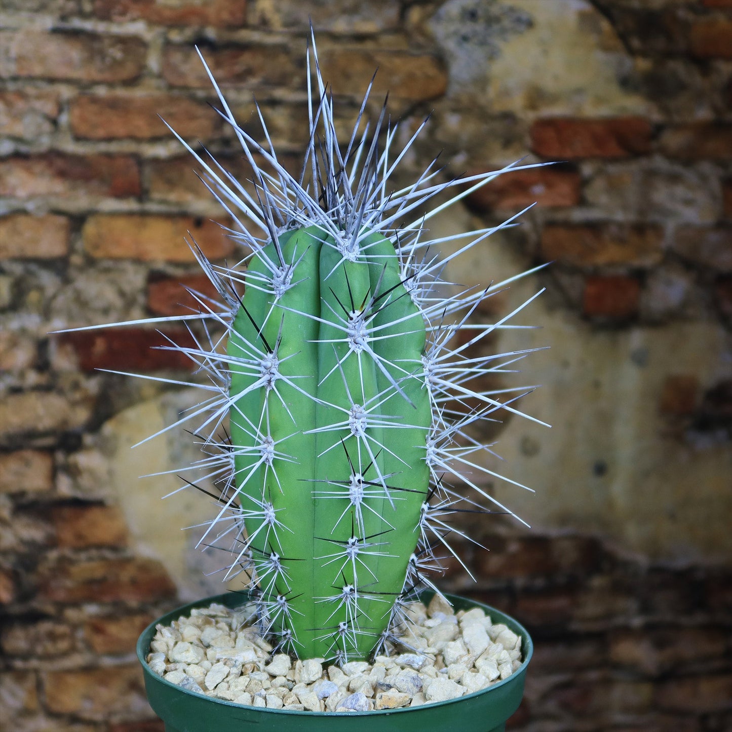 Stetsonia Coryne