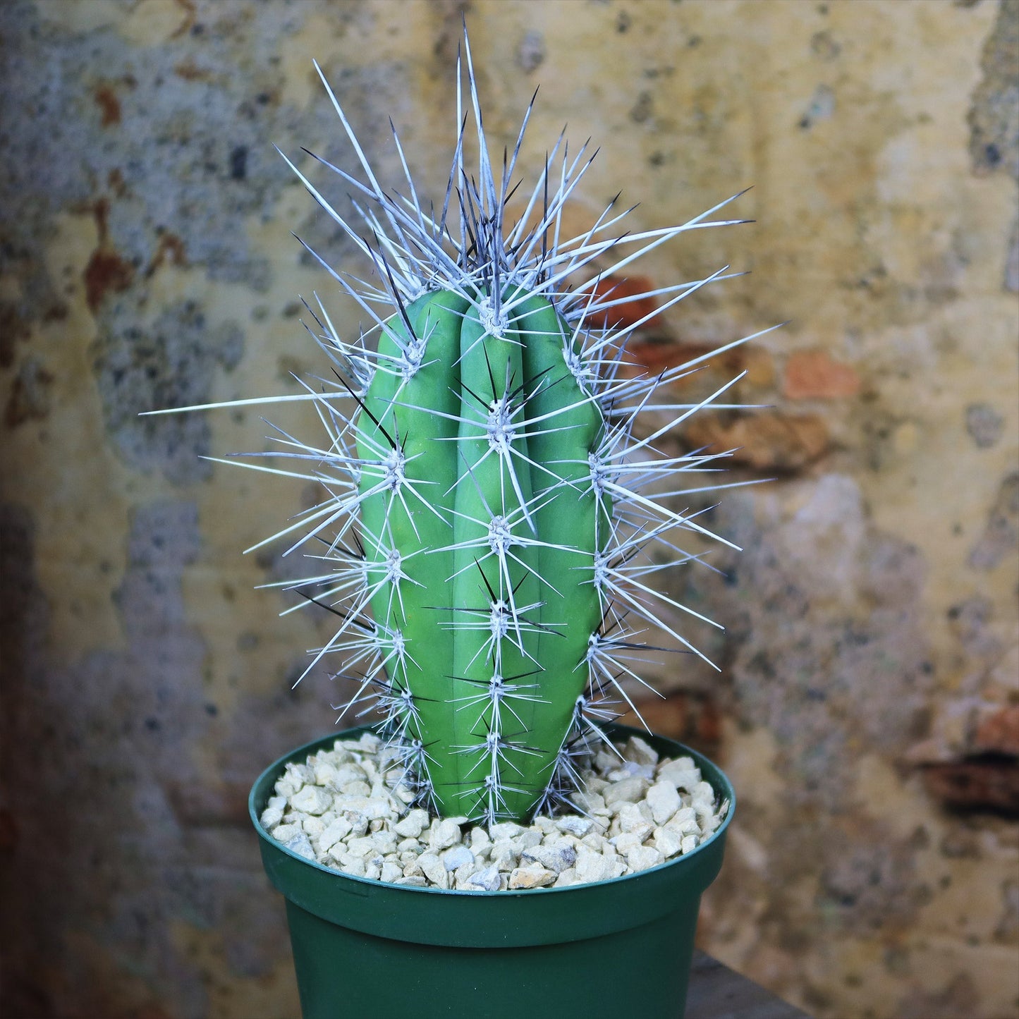 Stetsonia Coryne