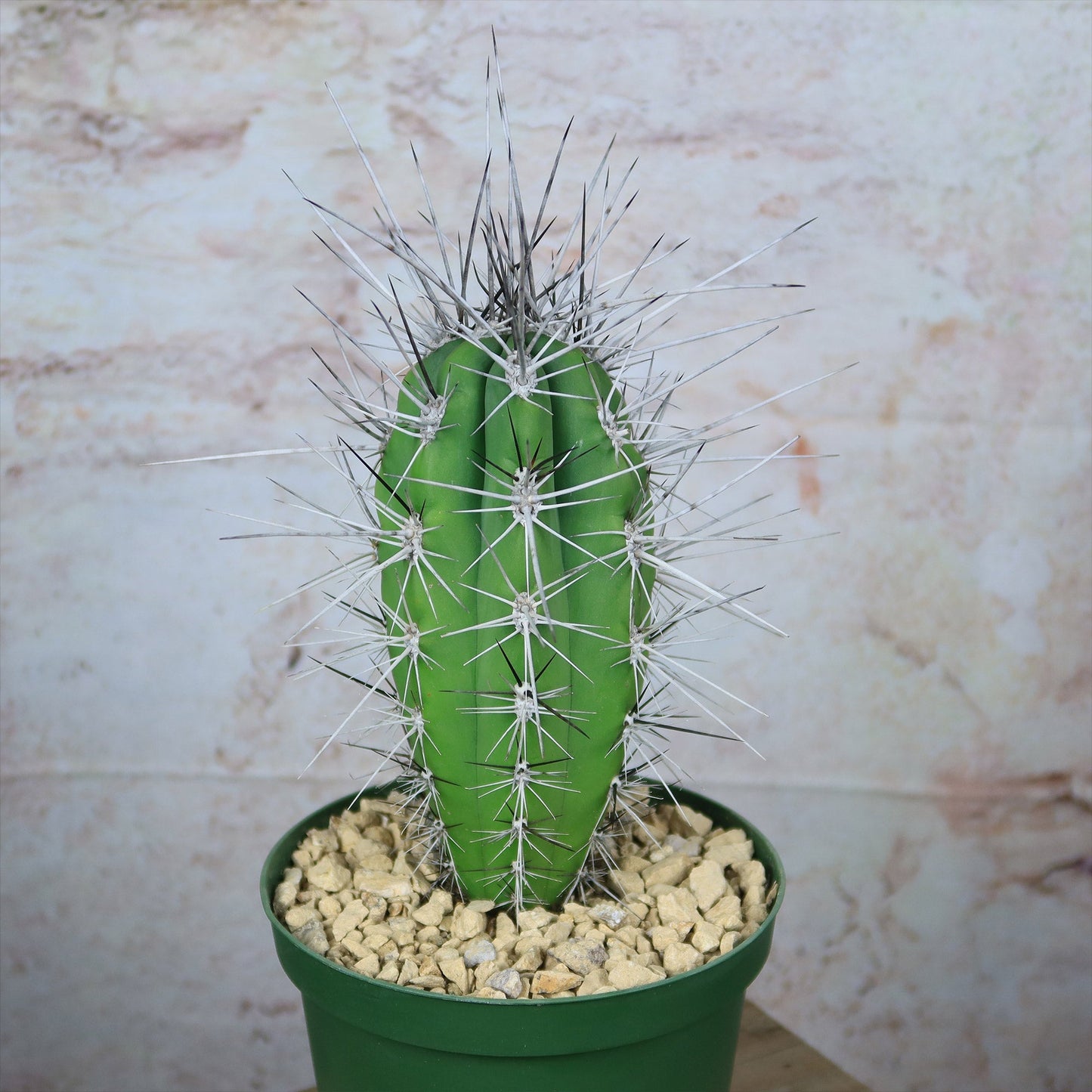 Stetsonia Coryne