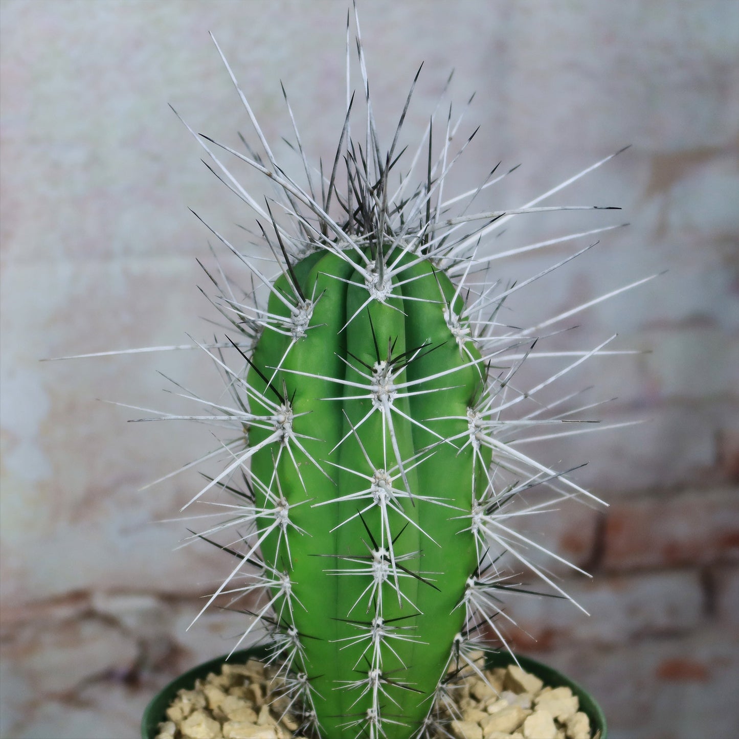 Stetsonia Coryne