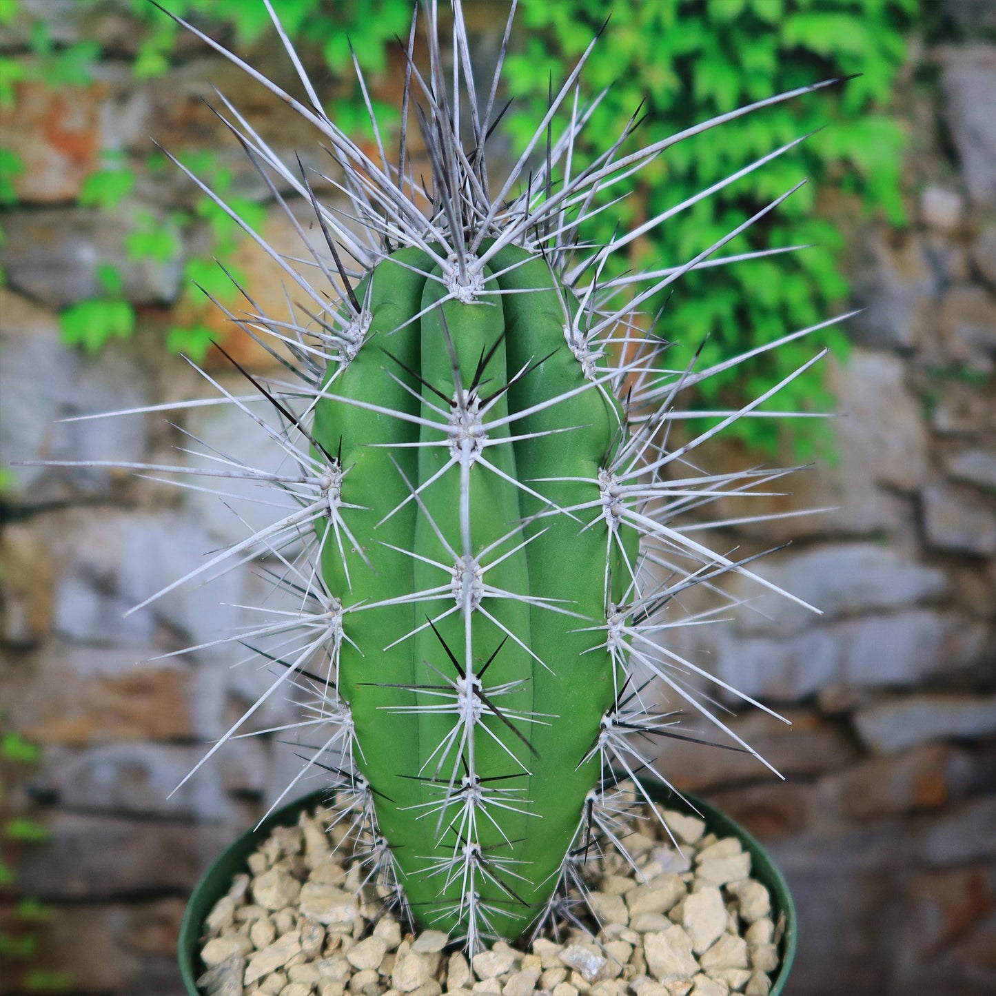 Stetsonia Coryne