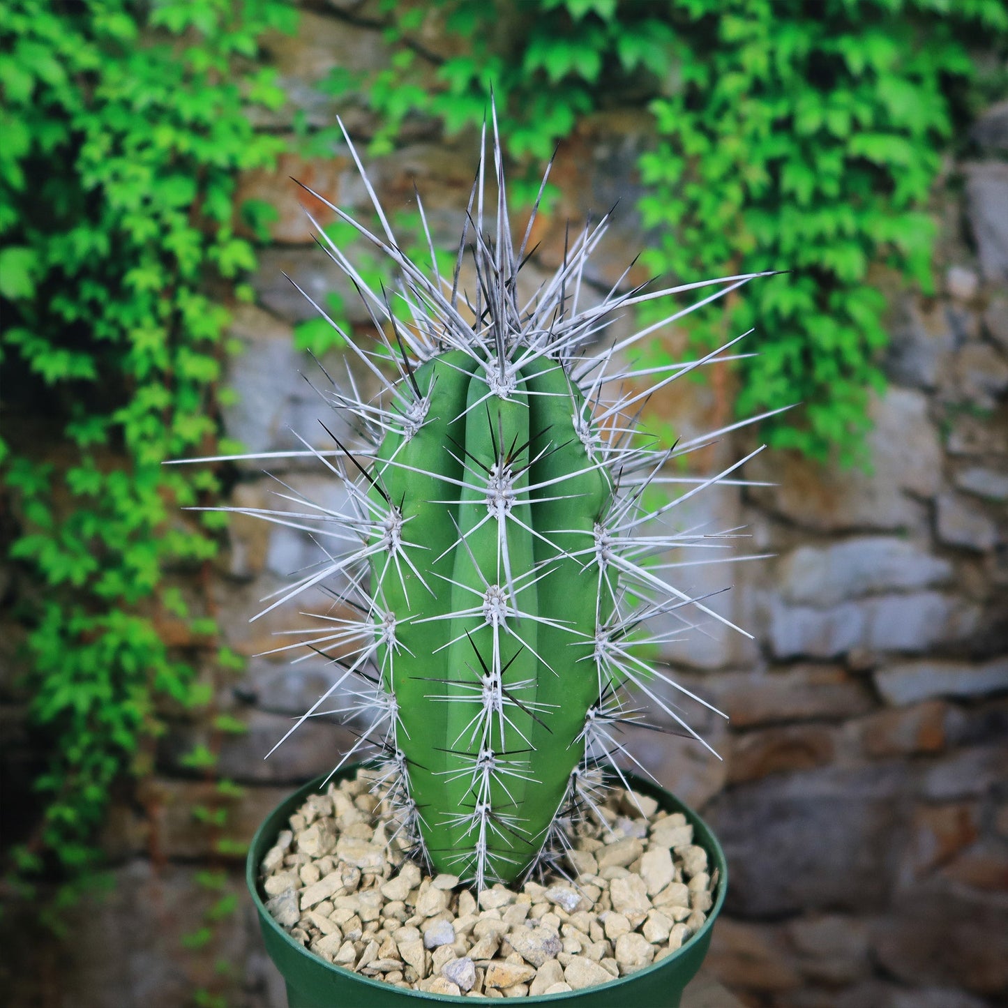 Stetsonia Coryne