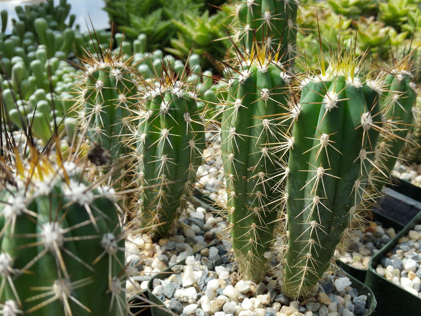 Stetsonia Coryne