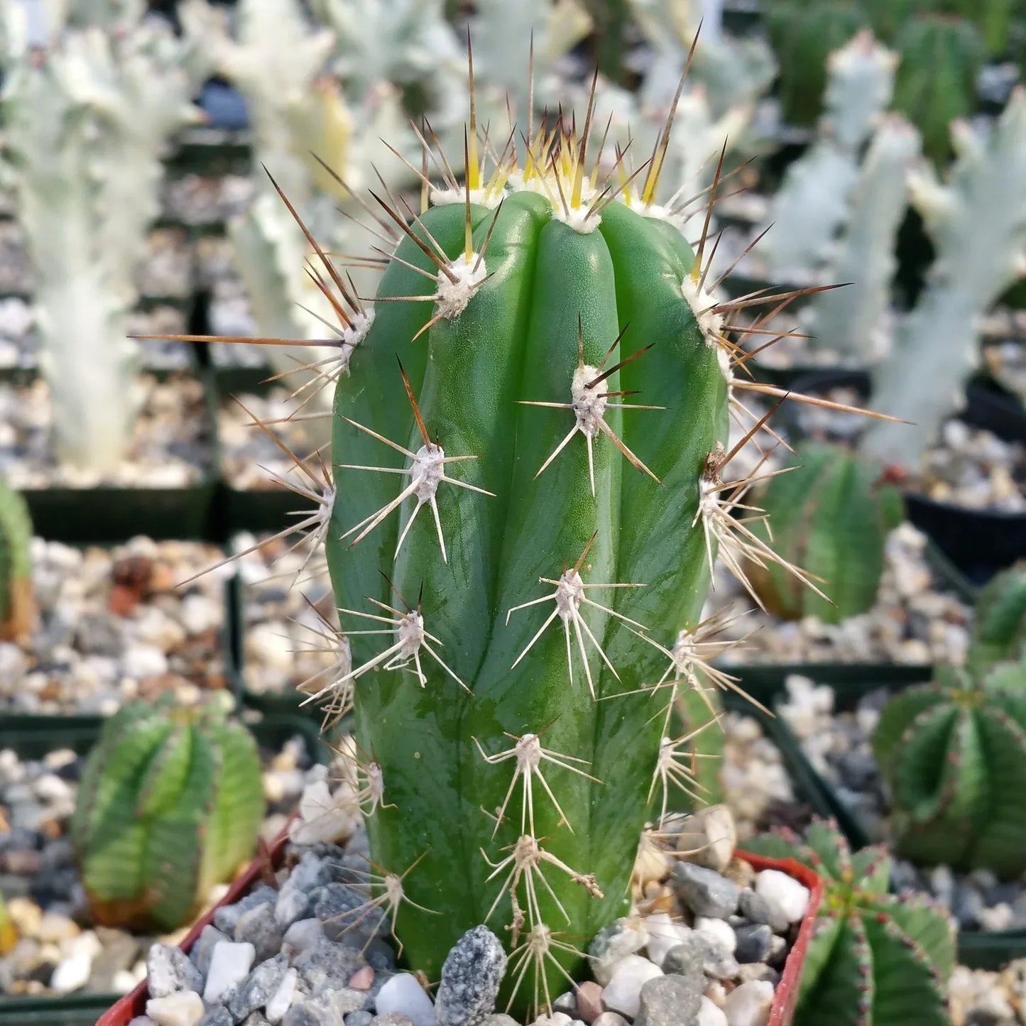 Stetsonia Coryne