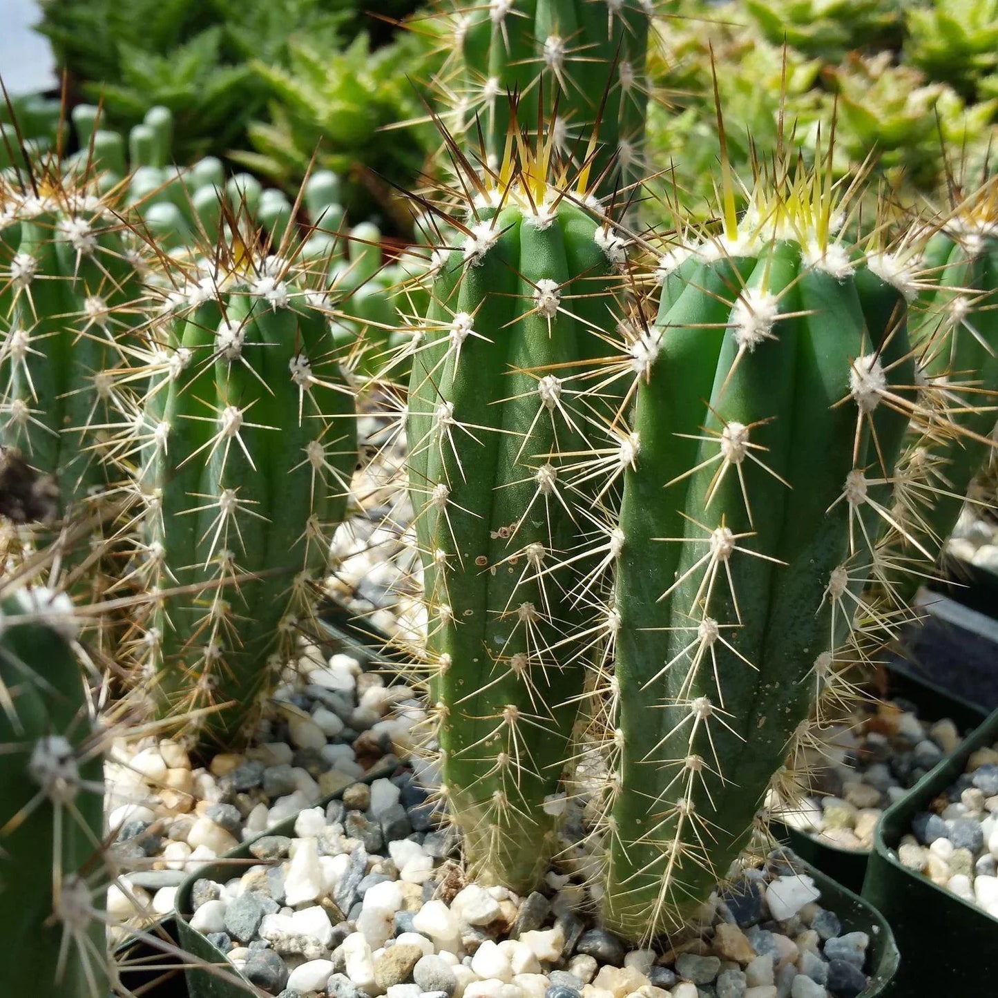 Stetsonia Coryne