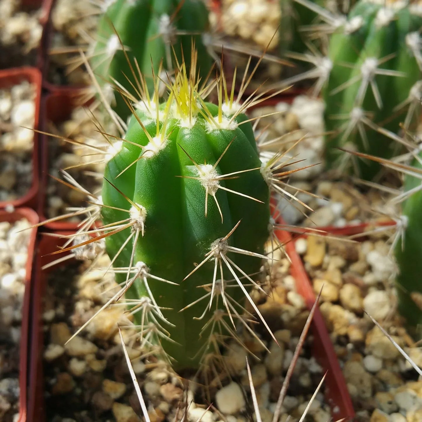 Stetsonia Coryne