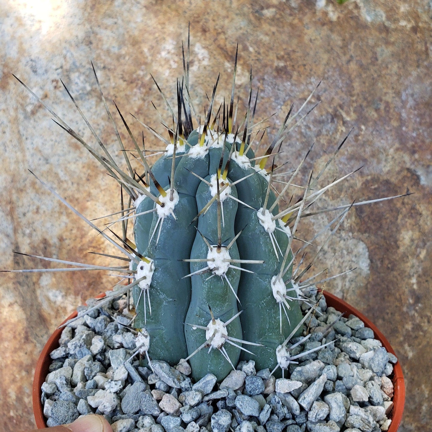 Stetsonia Coryne