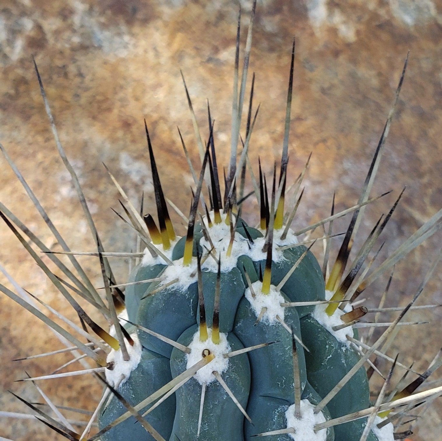 Stetsonia Coryne