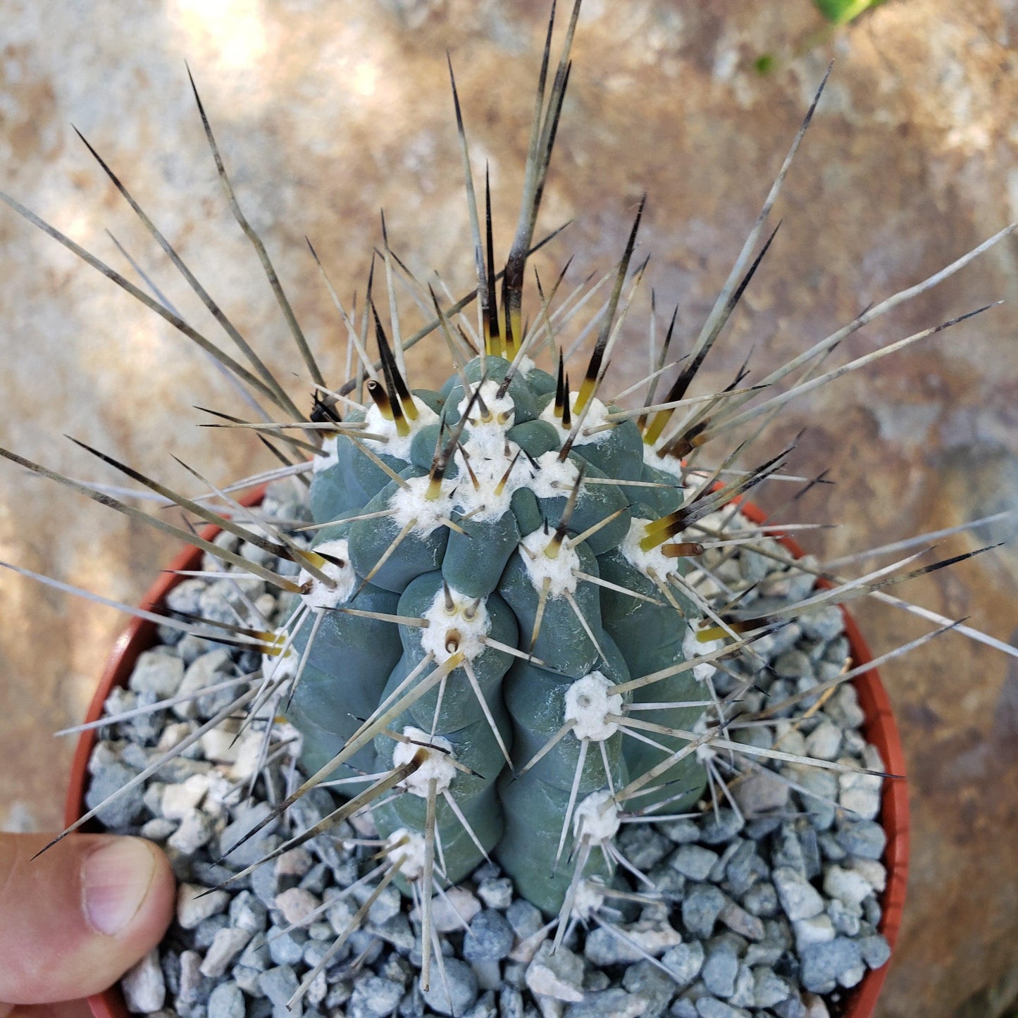 Stetsonia Coryne