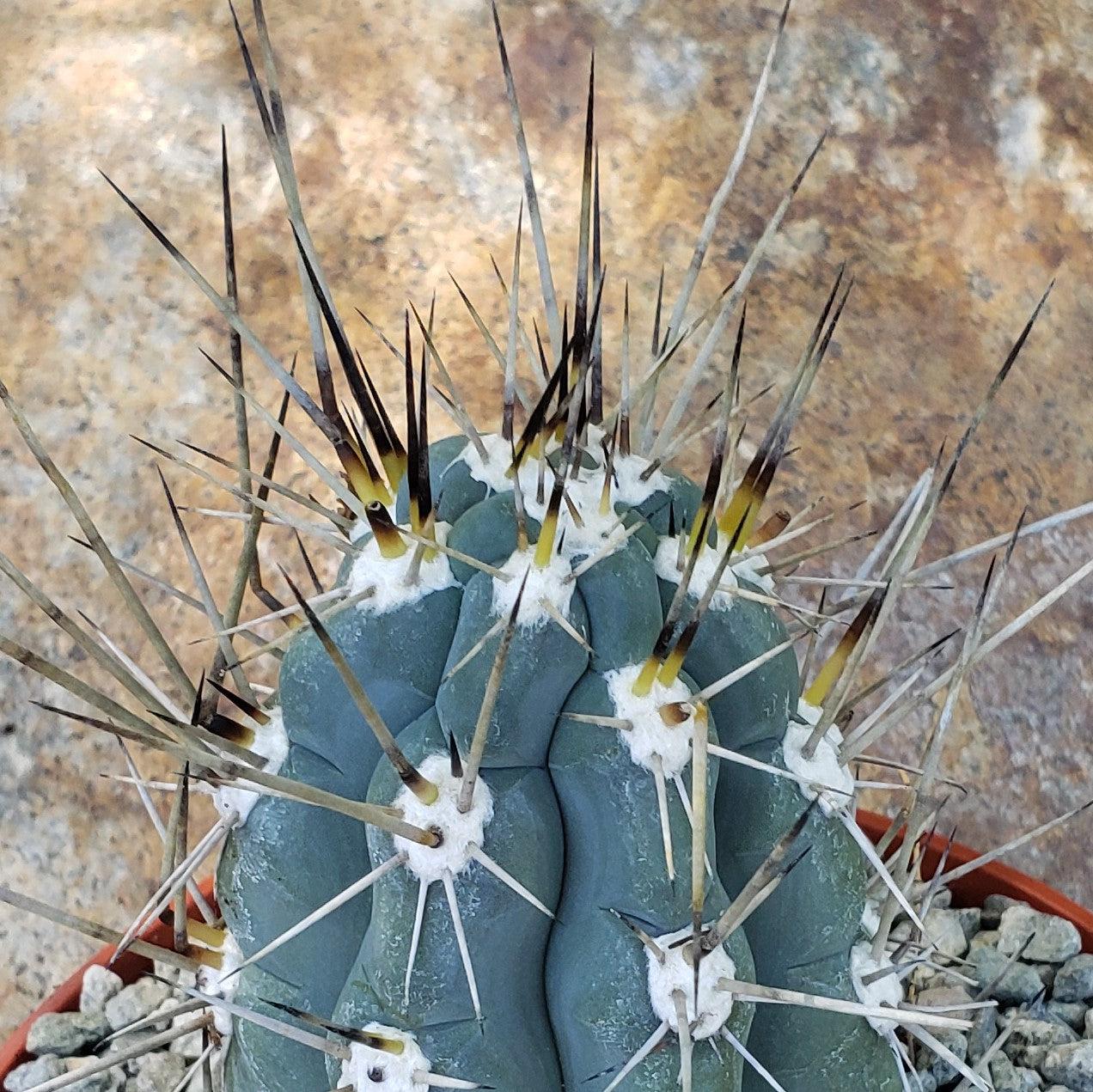 Stetsonia Coryne