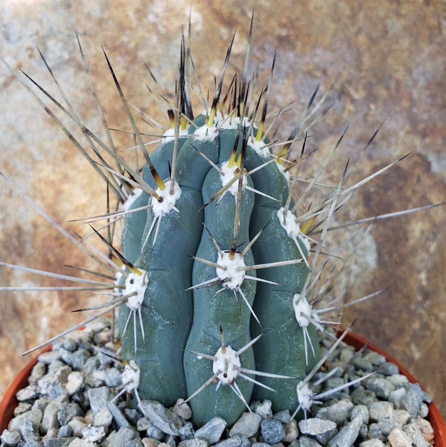 Stetsonia Coryne