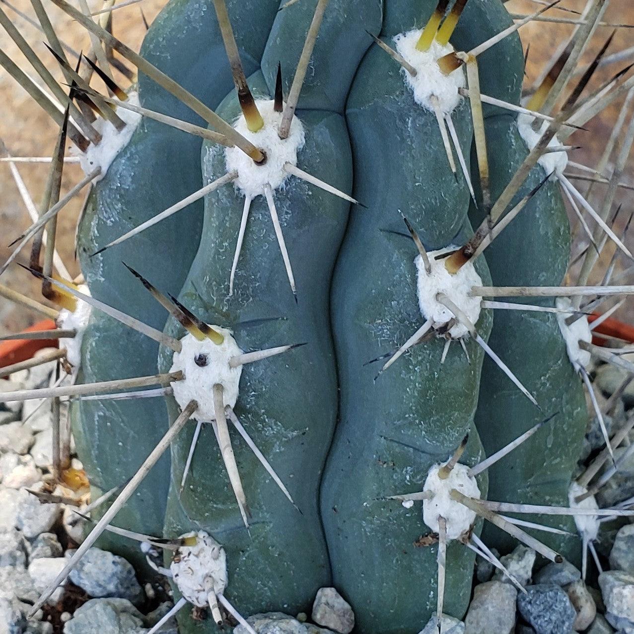 Stetsonia Coryne