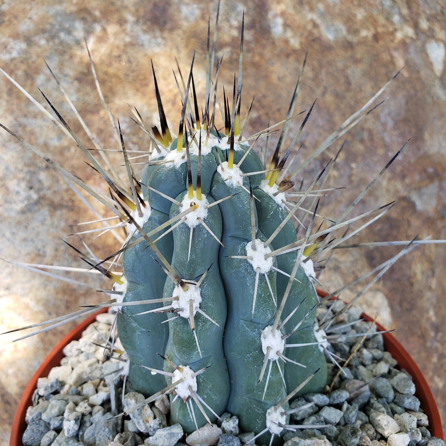 Stetsonia Coryne