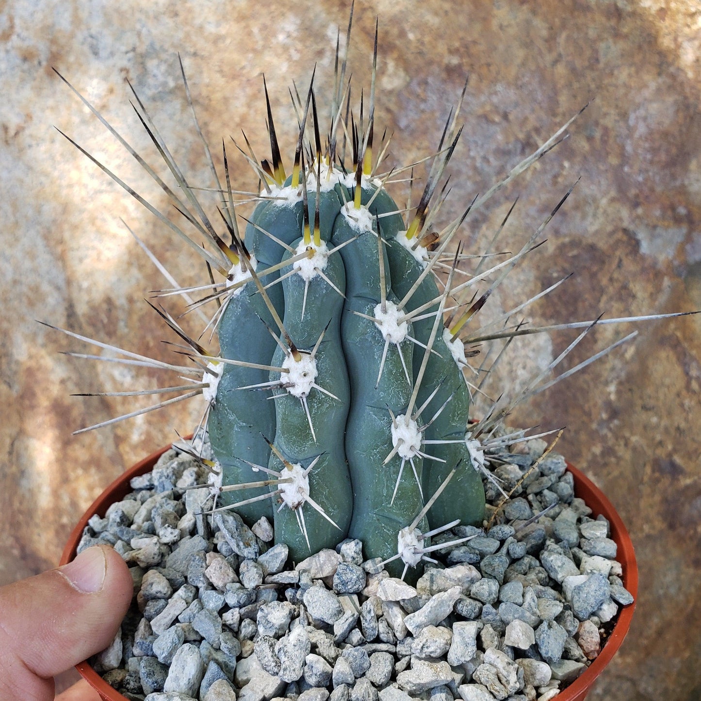Stetsonia Coryne